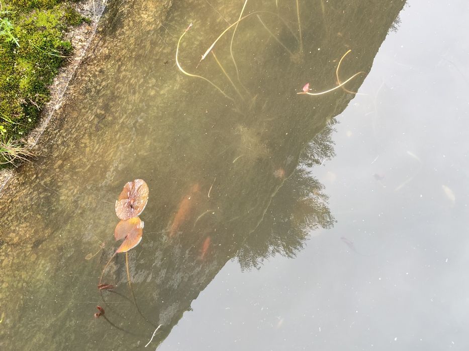 Carpa laranja com pintas pretas