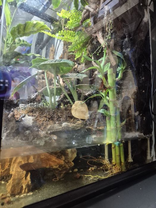 Terrarium Paludarium