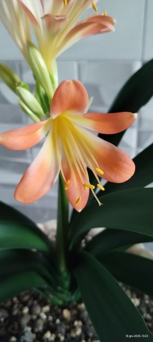 Kliwia pomarańczowy