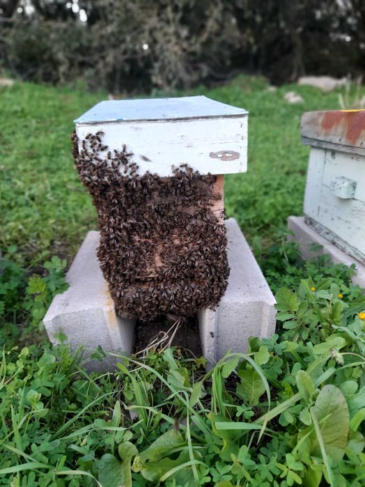 Enxames prontos a passar para colmeias