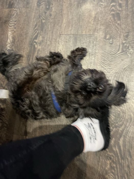 Шитцу вязка хлопчик 4 роки