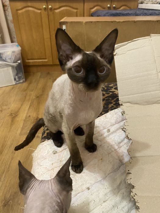 Хлопчик з синіми очима