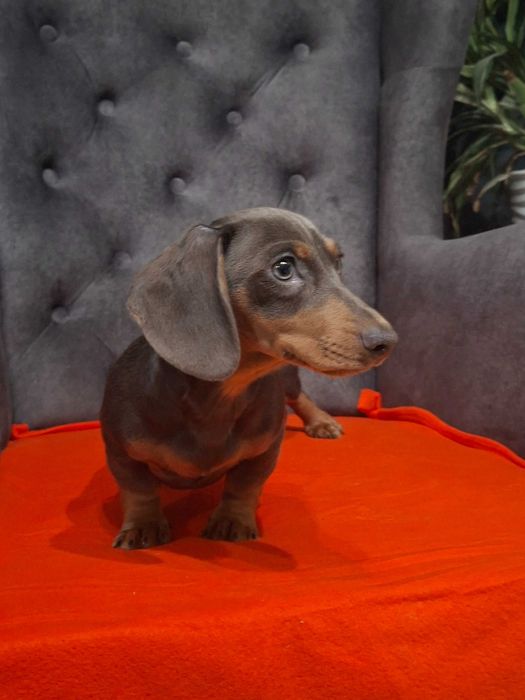 Jamnik niebieski piesek 3 miesiące.