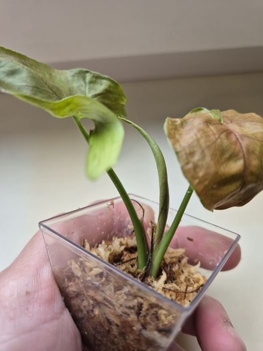 Syngonium Aron brown variegata