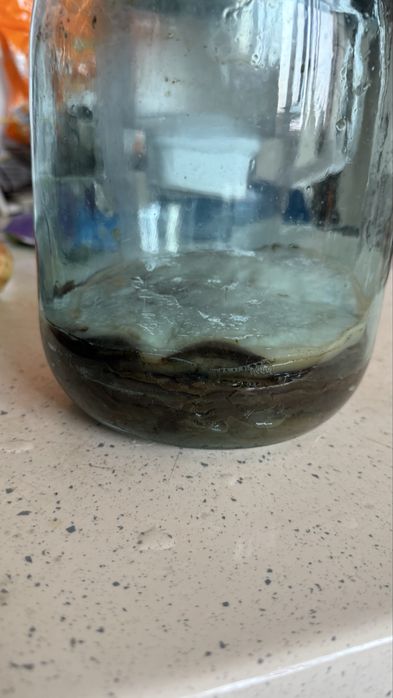 Чайный гриб, камбуча