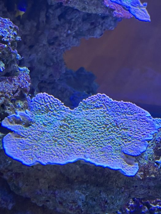 Терміново продам морські корали