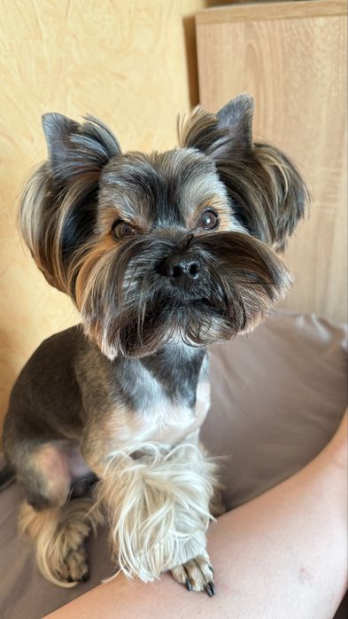 В’язка Йорк  запрошує