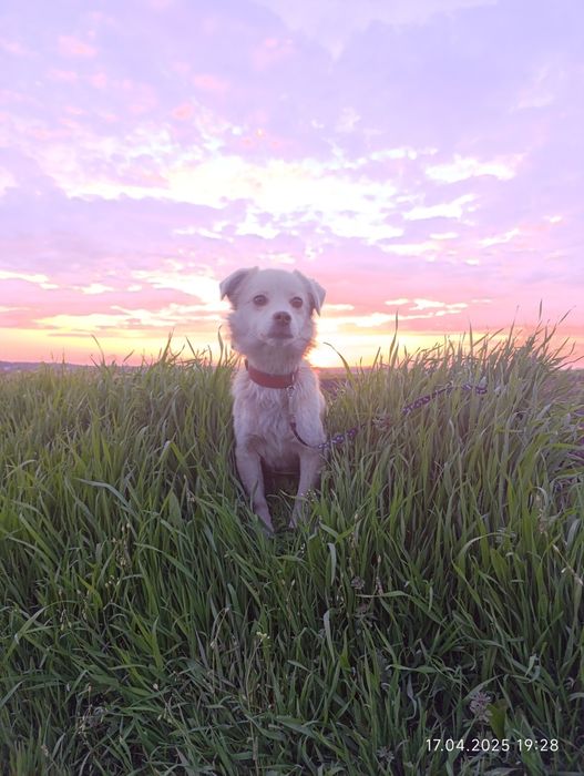 Малышка Дина ищет дом очень срочно!!

Отдаётся строго в