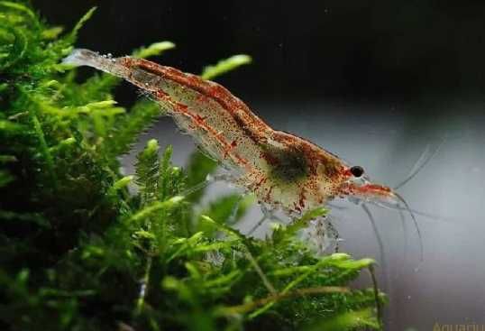Аквариумные креветки красные синие прозрачные