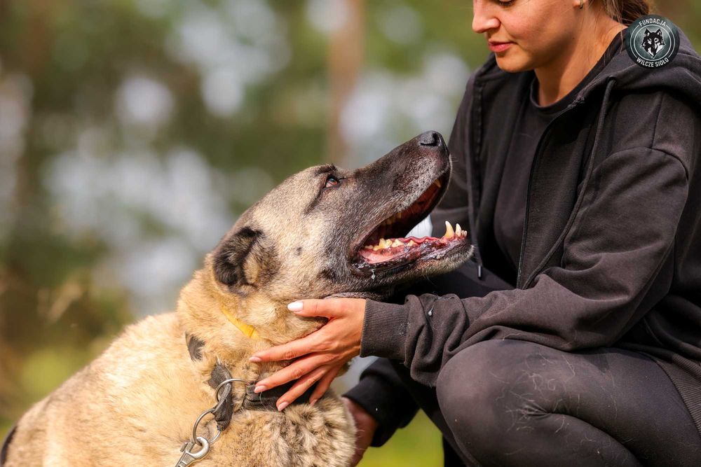 Hektor , około 4 letni kangal do adopcji z fundacji