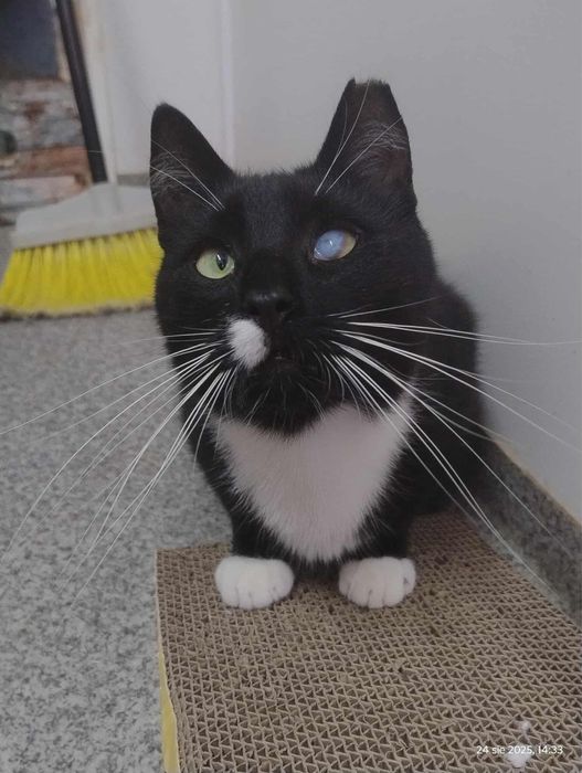 kot kocur do adopcji za darmo