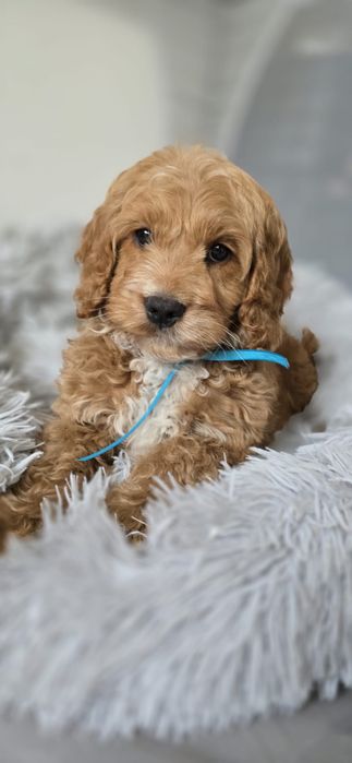 Piesek Cockapoo spaniel pudel cudowny mądry po szkoleniu wczesnohodowlanym