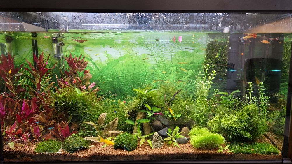 Planta "Bacopa monnieri" 8cm p/ Aquários (Fácil)