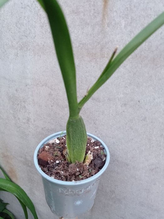 Орхидея Камбрия.