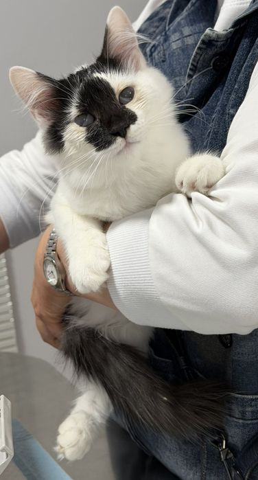 Кошенятко шукає родину!