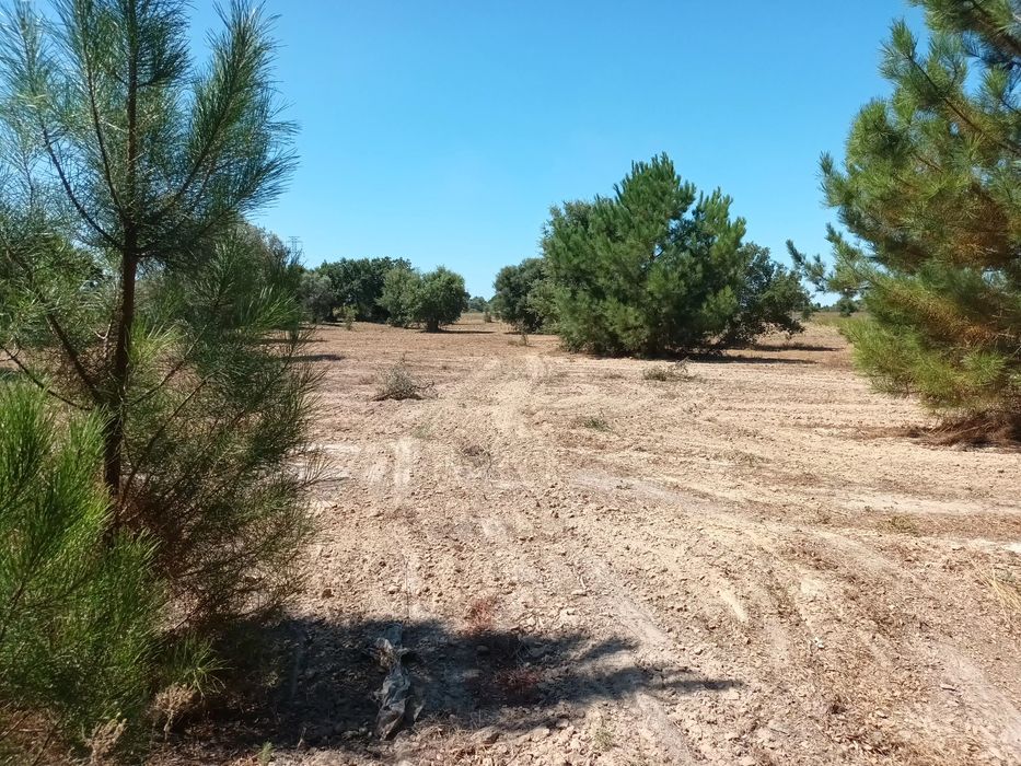 Propriedade-Mini quinta