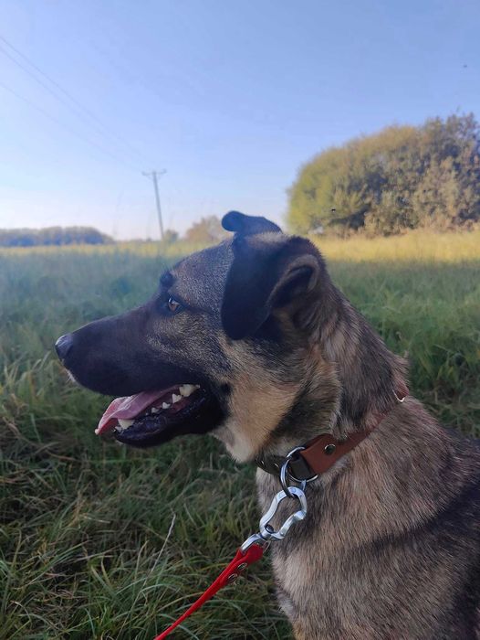 BREGO - piękny, młody, mądry pies