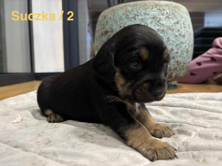 Szukamy domu - w dobre rece. Szczeniaki … Beagle :)