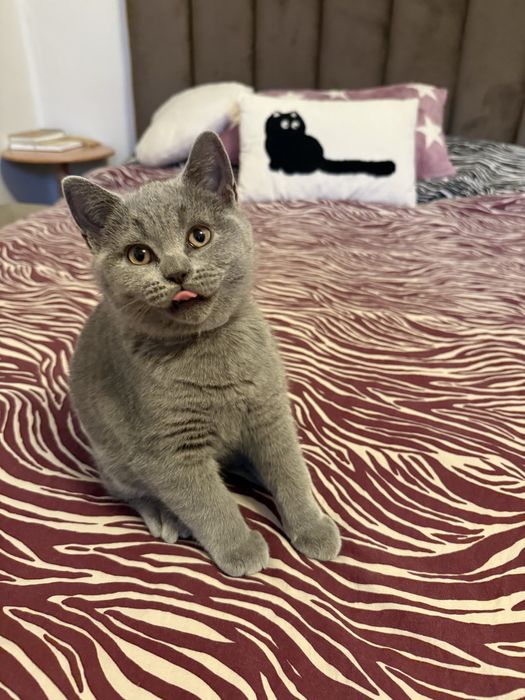 Kotek brytyjski krótkowłosy niebieski