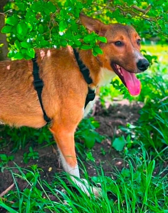 Cudownie ocalona ze studzienki – przyjacielska sunia szuka domu