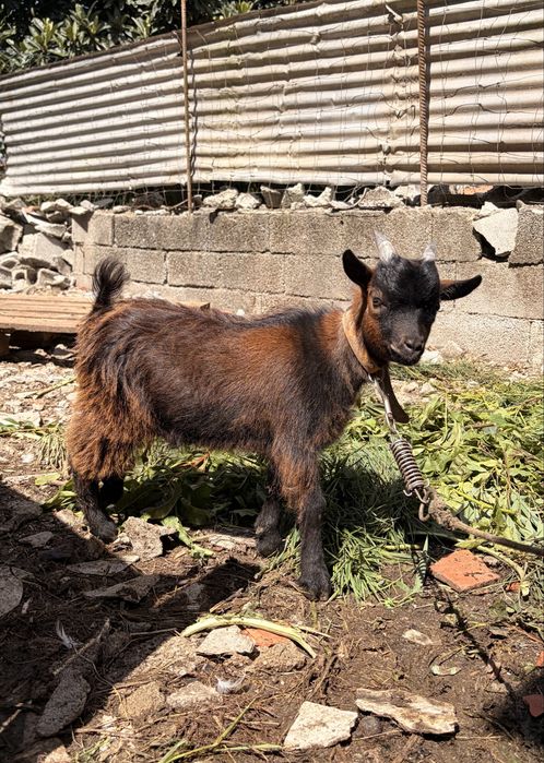 Cabrito micro anão