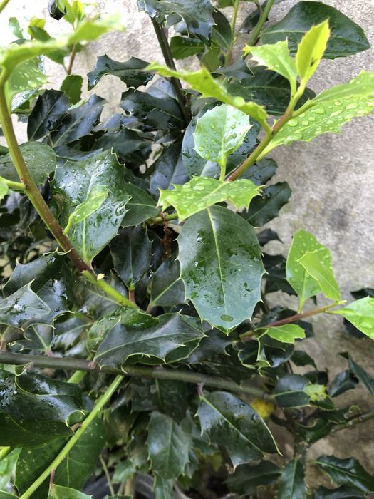 Azevinho planta bem enraizada