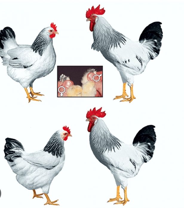 Інкубаційне яйце Домінант Сусекс