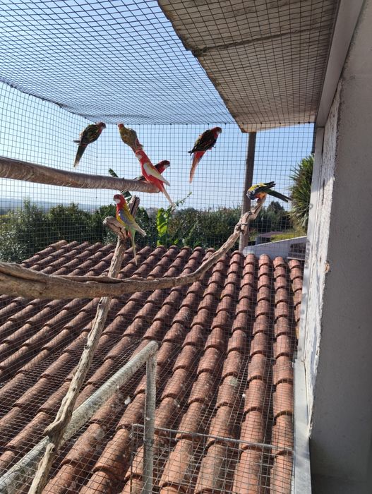 Rodelas eximius e penantes e cabeças de ameixa