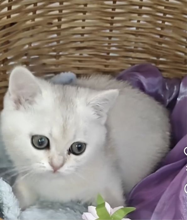 Кошенятка плюшеві ,від чистокровних батьків !