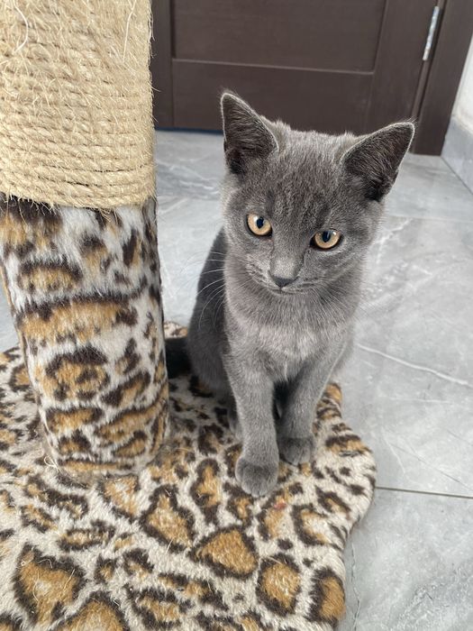 Віддам кошенят у добрі руки