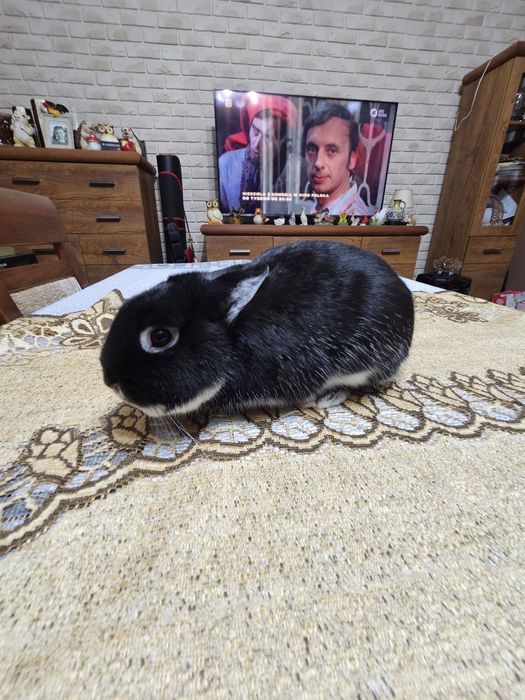 Netherland Dwarf  Króliczek  miniaturka Karzełek