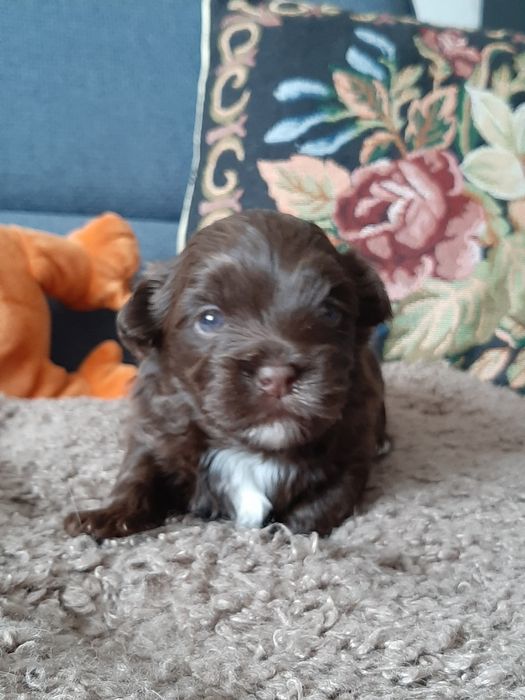 Hawańczyk piękny piesek czekoladowy