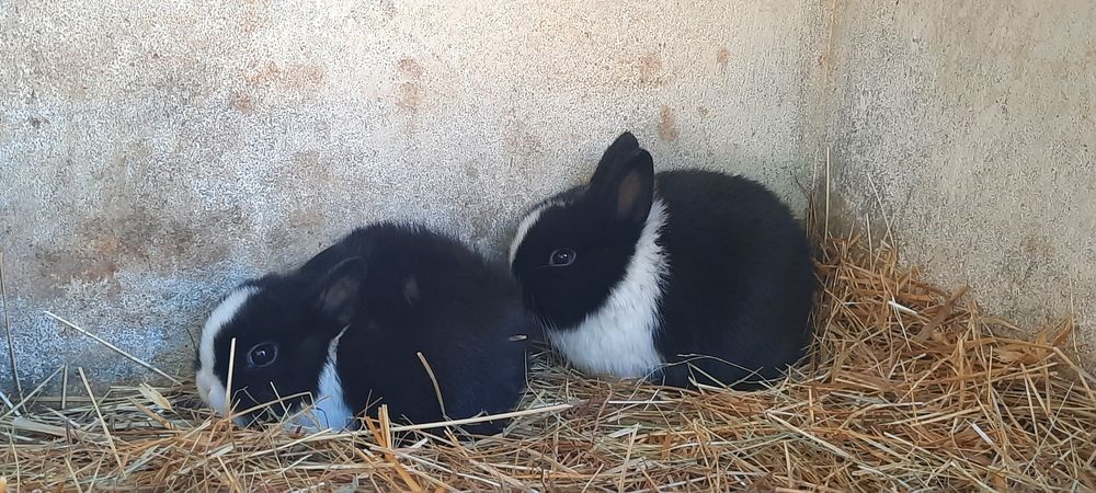 Coelhinhos Anão bebés