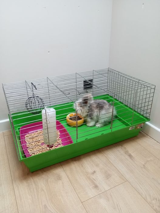 Króliczek Teddy miniaturka