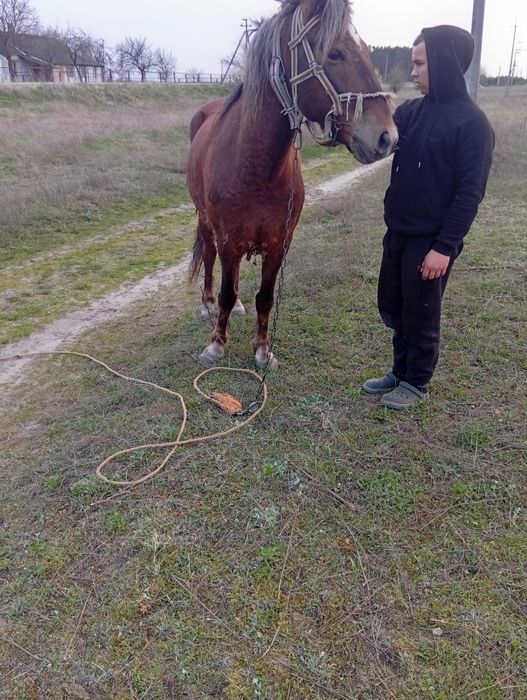 Продам робочого коня спокійний