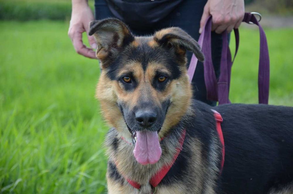 Bambo młodziutki przyjazny w typie owczarka niemieckiego ADOPCJA