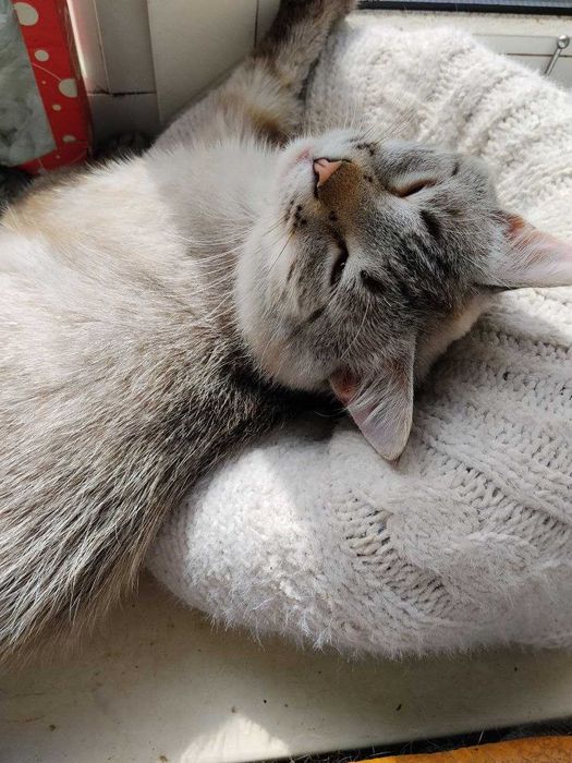 Гарний котик шукає господарів
