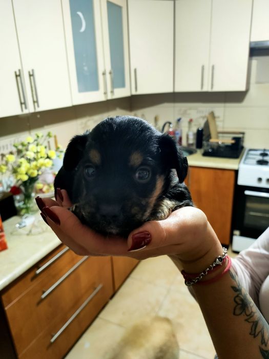 Piesek kundelek do oddania.