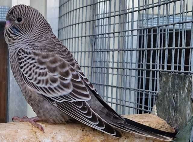 Papużka falista blackface młoda do oswojenia można nauczyć mówić