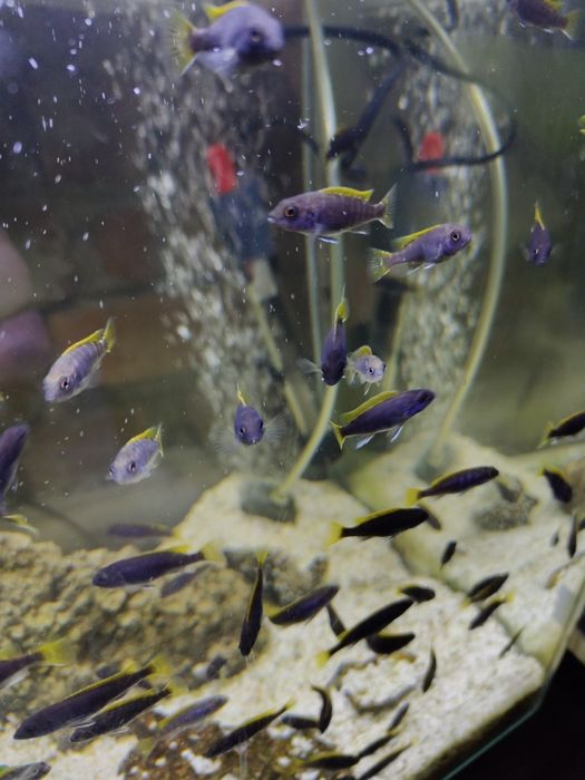 Pyszczaki pseudotropheus Acei