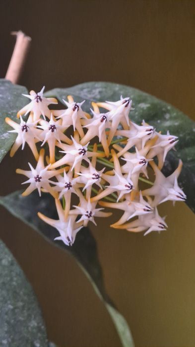 Hoya multiflora speckles