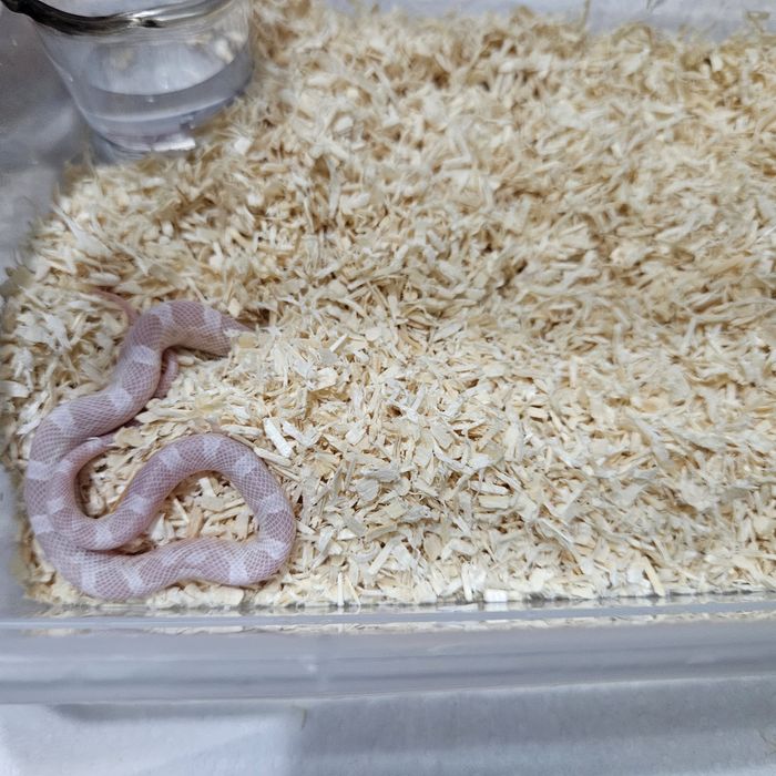 Wąż zbożowy młode