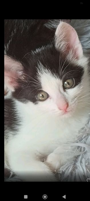 Шукає дім кошеня-дівчинка