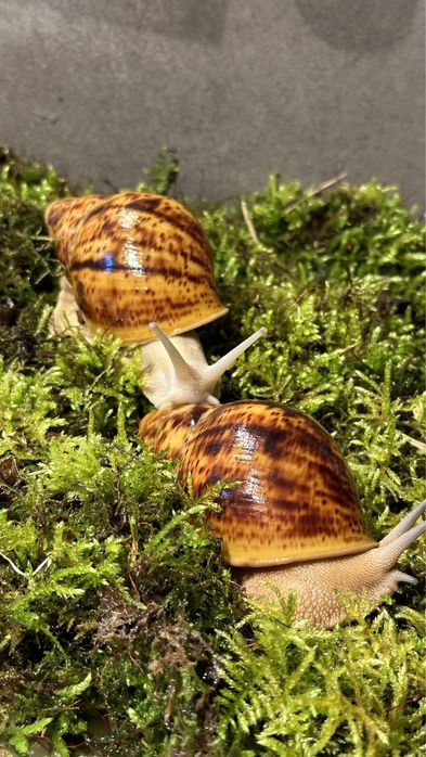 ślimaki afrykańskie  Archachatina  Marginata Ovum