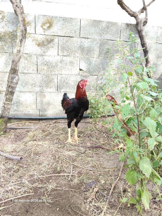 Ovos Índio Gigante