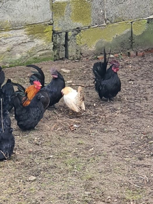 Chabo Czarnolice,kogut i kury