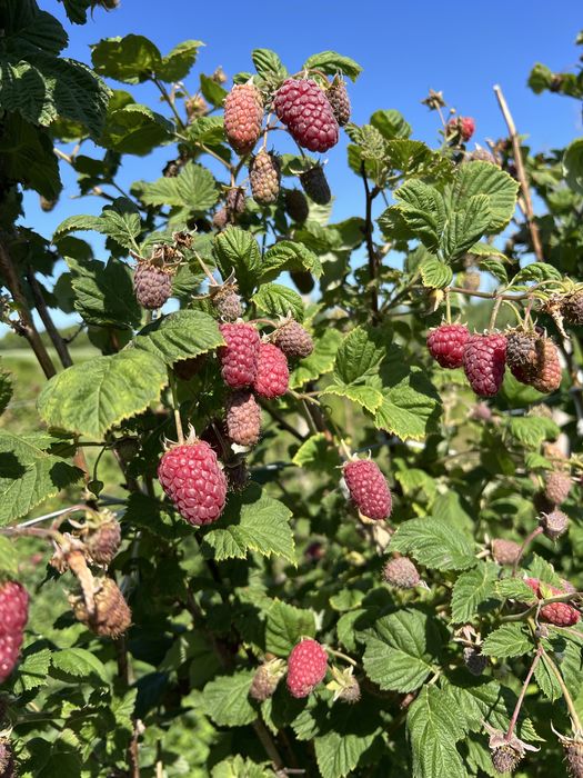 Маю саджанці літньої малини