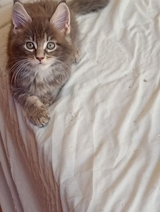 Lindo gatinho  Maine coon