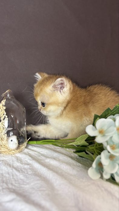 Котик золотої шиншили