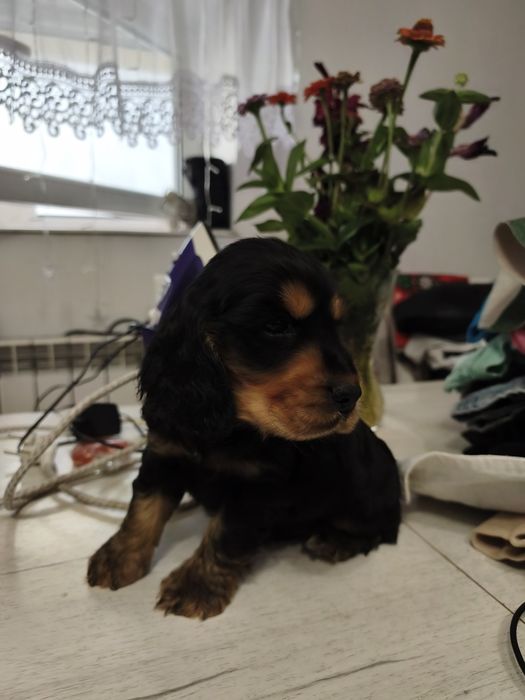 Piesek Cocker spaniel angielski